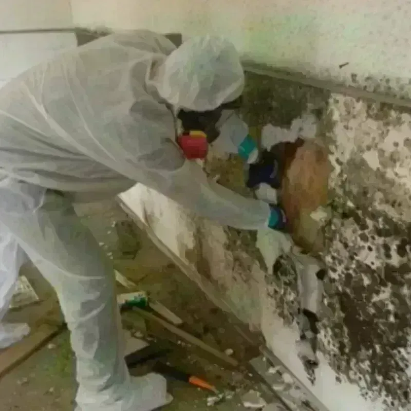 Mold Remediation and Removal in Castle Shannon, PA